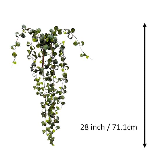 34" Hanging Curly Ficus Bush by Ashland®